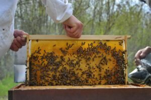 close up of a beekeeper taking the honey frame out of the beehive